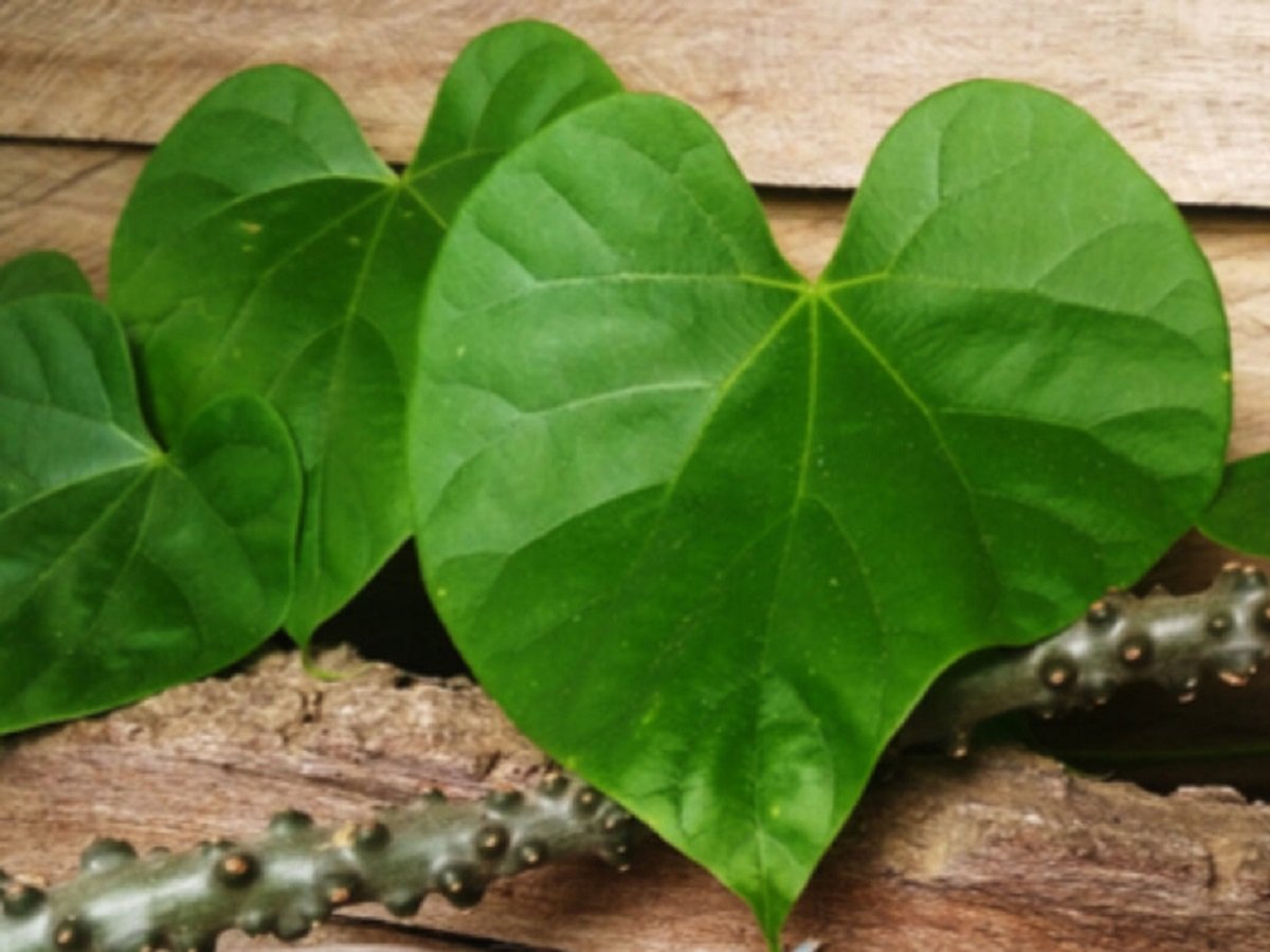Health Tips: Giloy provides relief from ailments including fever, jaundice, arthritis, and diabetes