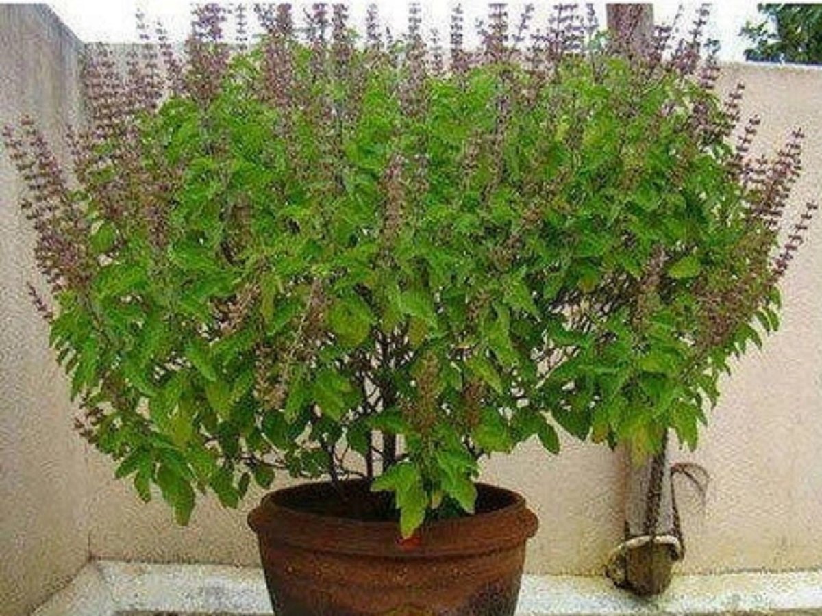 Vastu Tips: Never place a Tulsi plant in this spot, or you may have to face troubles
