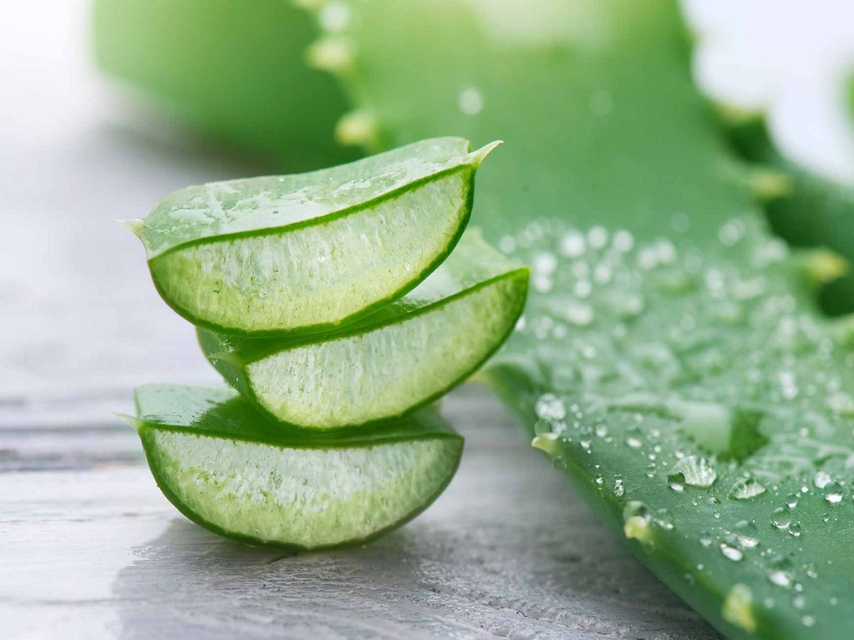 Health Tips: Aloe vera is beneficial for health in many ways