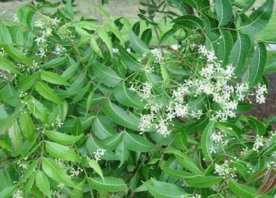 Samachar Jagat