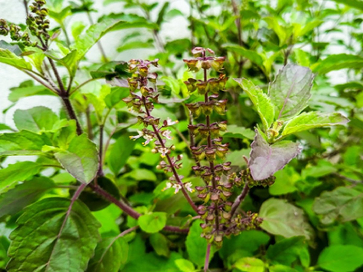 Health Tips: Van Tulsi is beneficial for health in many ways, consuming it offers these benefits