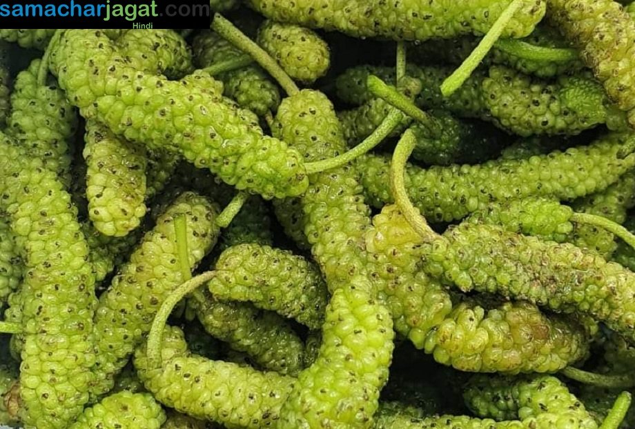 Samachar Jagat