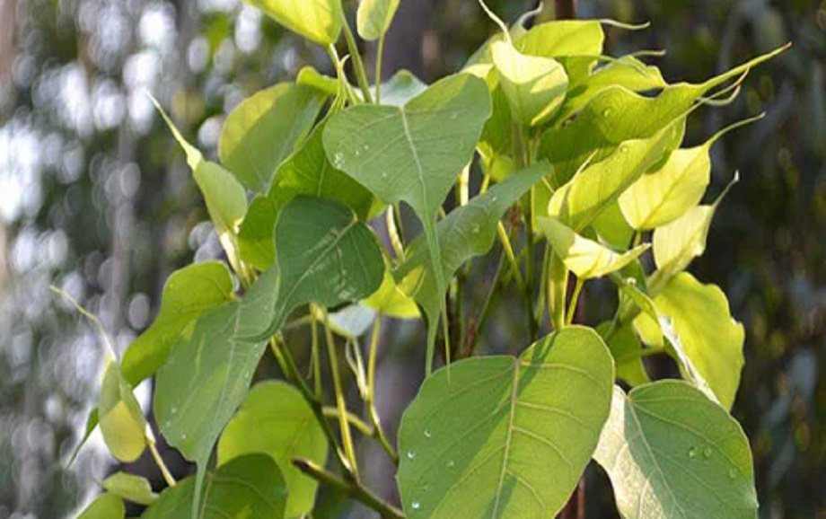 Samachar Jagat